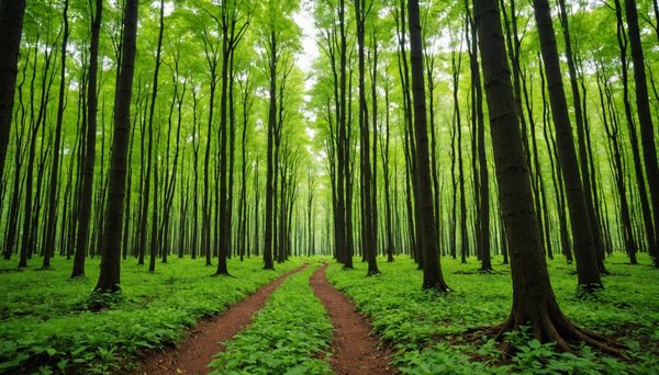 Le rôle crucial des forêts pour la protection de l'environnement